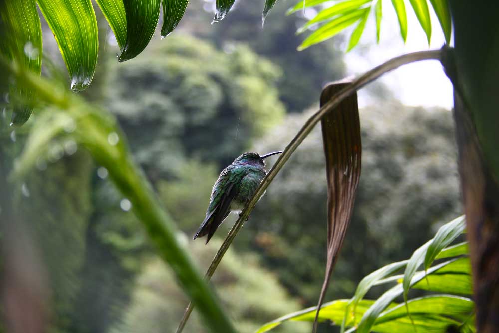 Hummingbird Boquete Panama